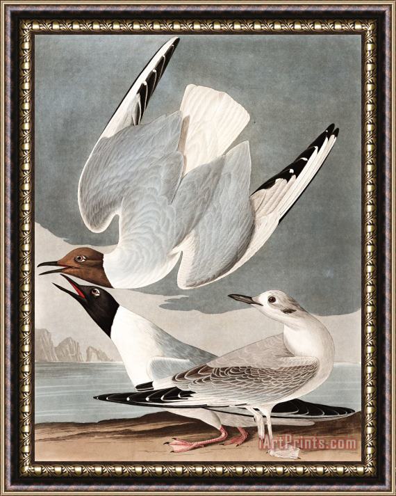 John James Audubon Bonapartian Gull Framed Print