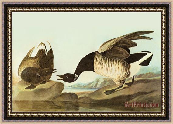 John James Audubon Brant Framed Print