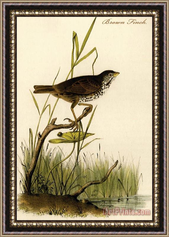 John James Audubon Brown Finch Framed Print