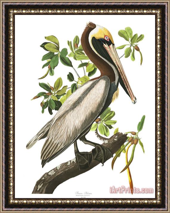 John James Audubon Brown Pelican Framed Print