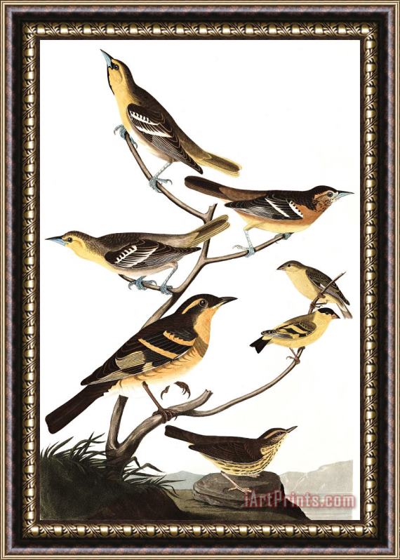 John James Audubon Bullock's Oriole, Baltimore Oriole, Mexican Goldfinch, Varied Thrush, Common Water Thrush Framed Print