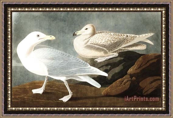John James Audubon Burgomaster Gull Framed Painting