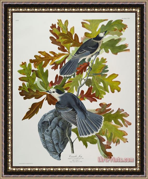 John James Audubon Canada Jay Corvus Canadensis Plate Cvii From The Birds of America Framed Print