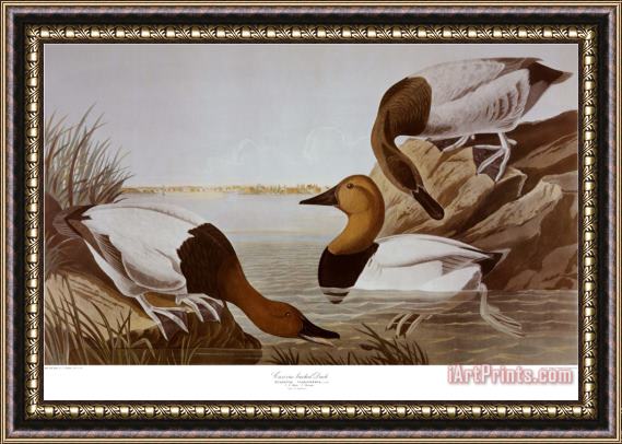John James Audubon Canvasback Duck Framed Print