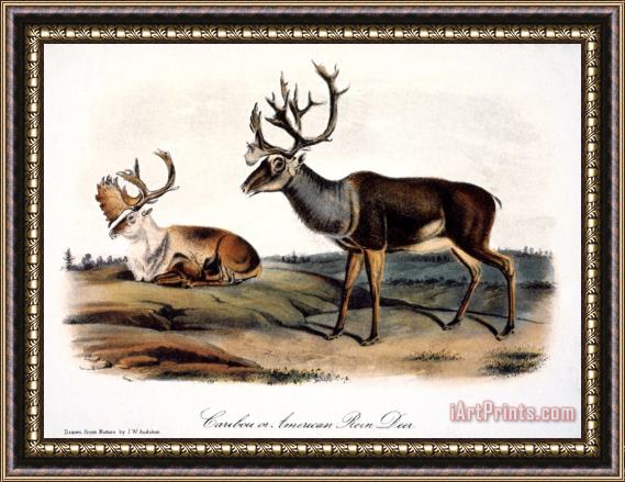 John James Audubon Caribou Rangifer Caribou Framed Print