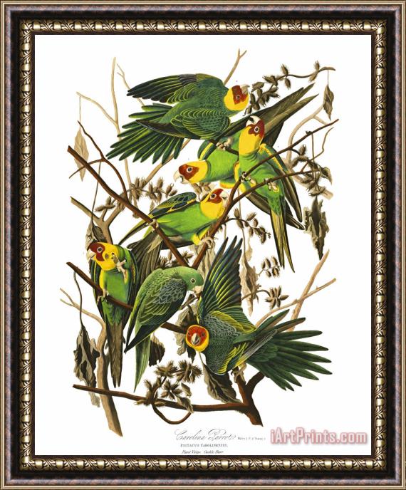 John James Audubon Carolina Parrot Framed Painting