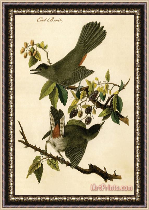 John James Audubon Cat Bird Framed Painting