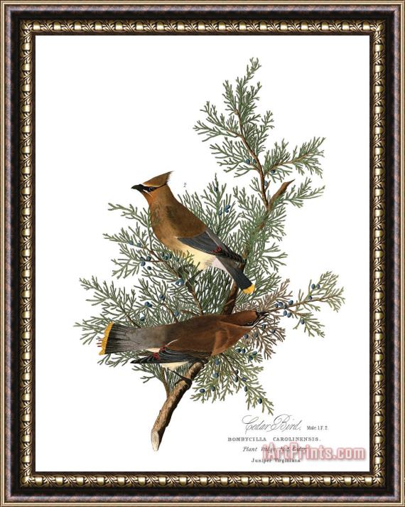 John James Audubon Cedar Bird Framed Painting