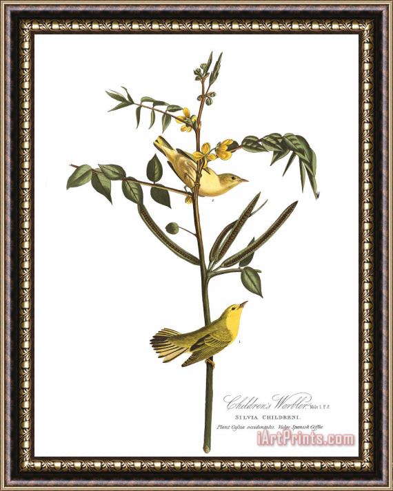 John James Audubon Children's Warbler Framed Print