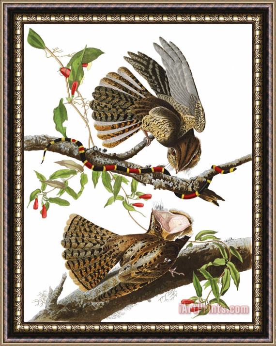 John James Audubon Chuck Will's Widow Framed Print