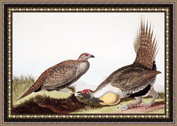 John James Audubon Cock of The Plains Framed Painting