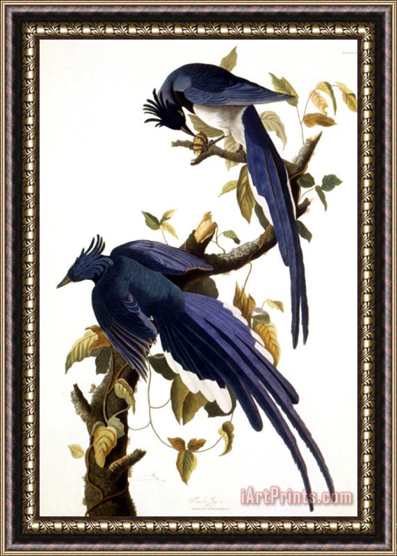 John James Audubon Columbia Jay 1830 Framed Print