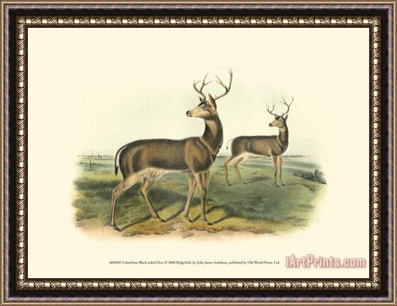 John James Audubon Columbian Black Tailed Deer Framed Painting