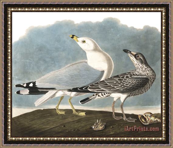 John James Audubon Common Gull Framed Painting
