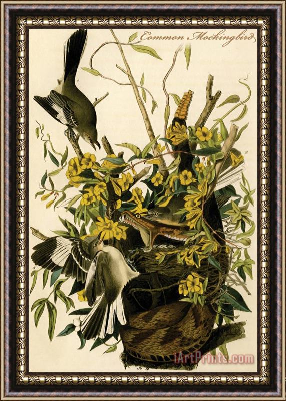 John James Audubon Common Mockingbird Framed Print