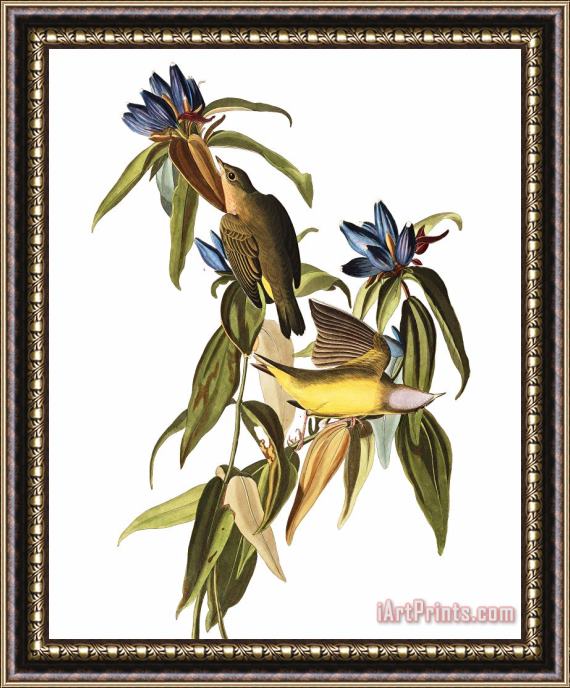 John James Audubon Connecticut Warbler Framed Print