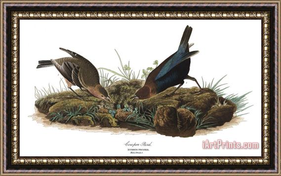 John James Audubon Cow Pen Bird Framed Painting