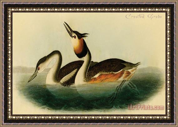 John James Audubon Crested Grebe Framed Print