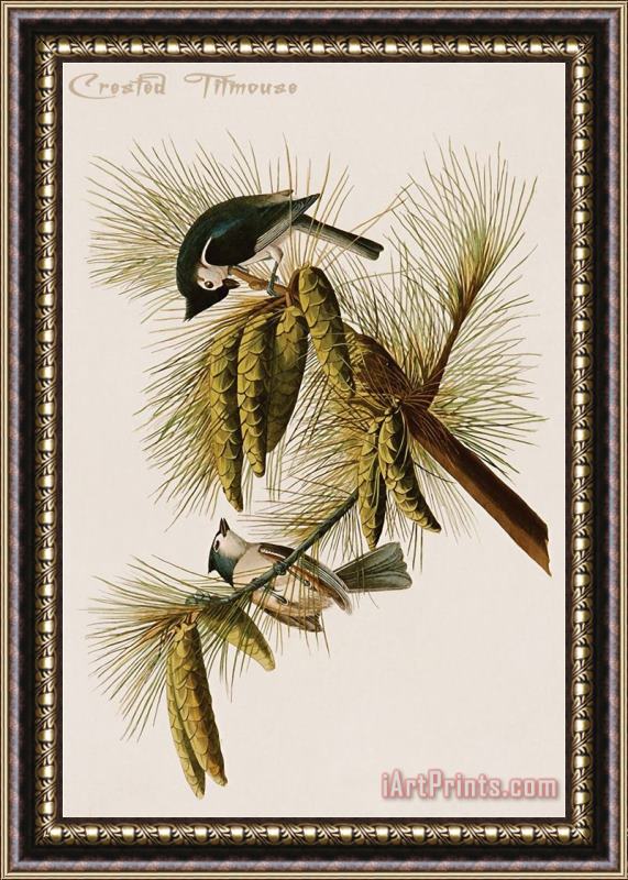 John James Audubon Crested Titmouse Framed Print