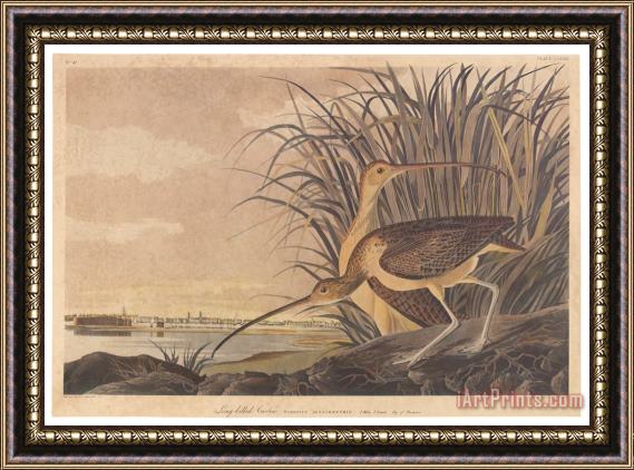 John James Audubon Curlew Framed Painting