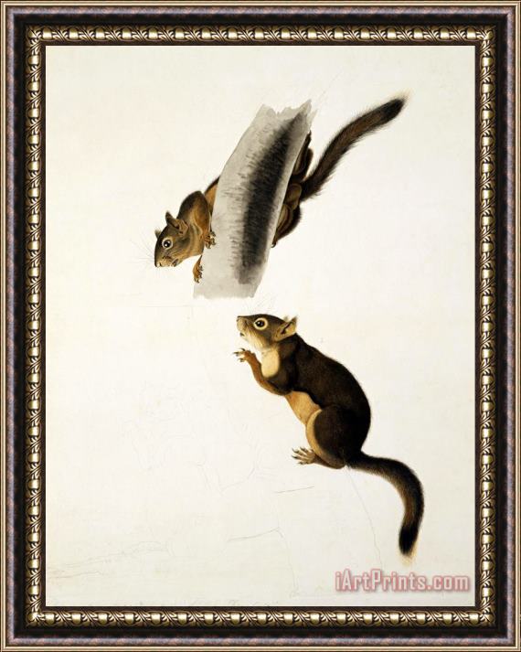 John James Audubon Douglas's Squirrel Framed Painting
