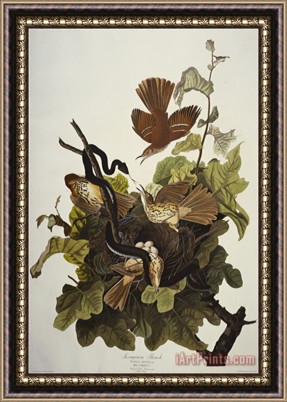 John James Audubon Ferruginous Thrush Brown Thrasher Toxostoma Rufum Plate Cxvi From The Birds of America Framed Print