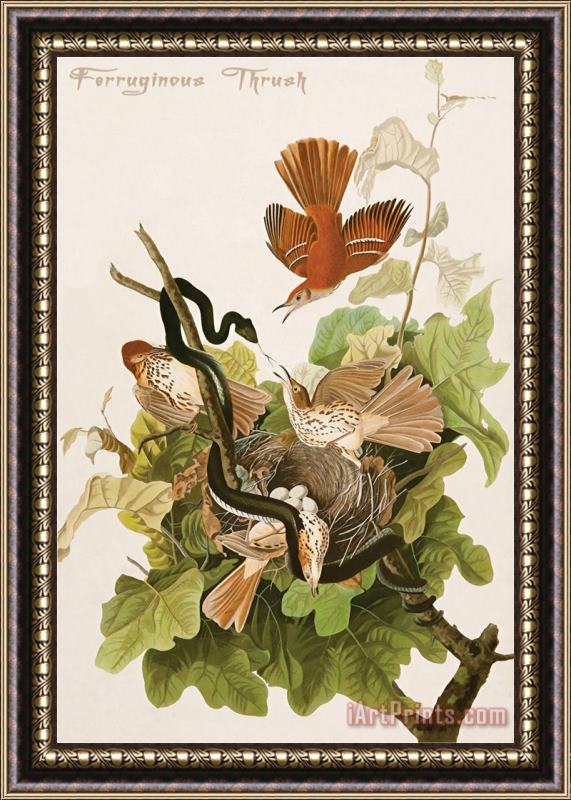 John James Audubon Ferruginous Thrush Framed Print