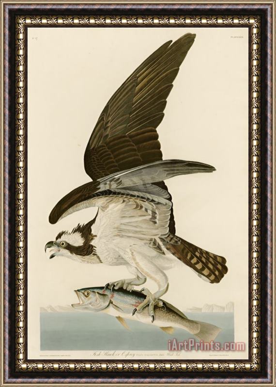 John James Audubon Fish Hawk Or Osprey Framed Painting