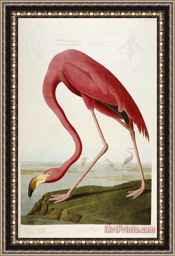 John James Audubon Flamingo Drinking at Water's Edge Framed Painting
