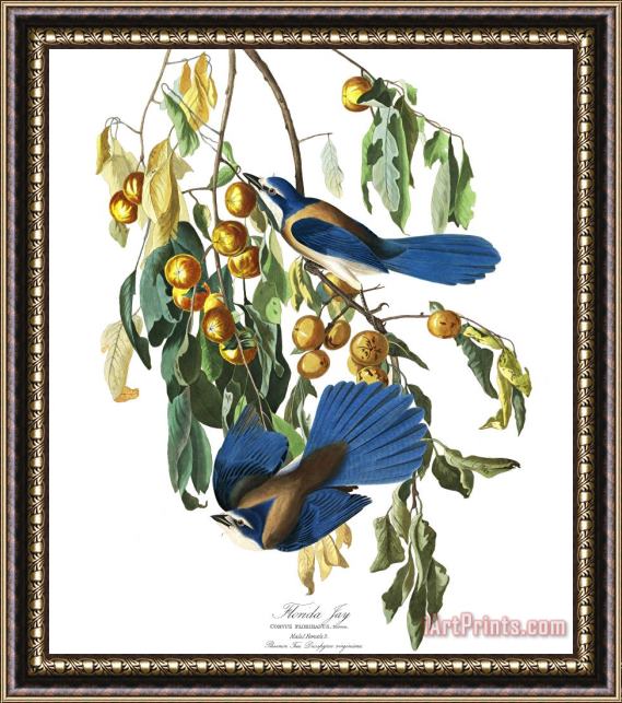 John James Audubon Florida Jay Framed Print