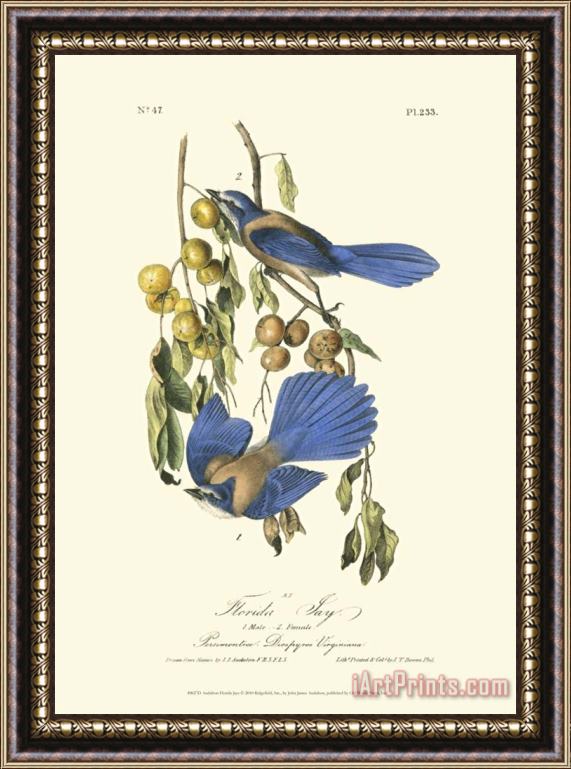 John James Audubon Florida Jays Framed Painting