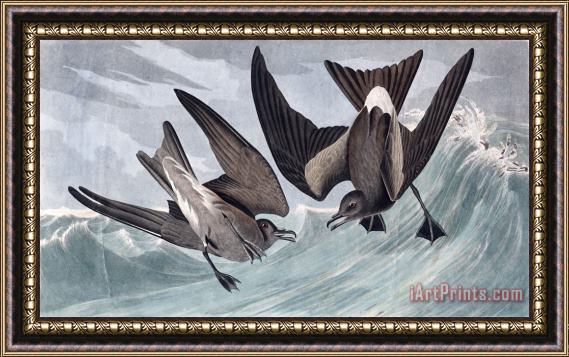 John James Audubon Fork Tail Petrel Framed Painting