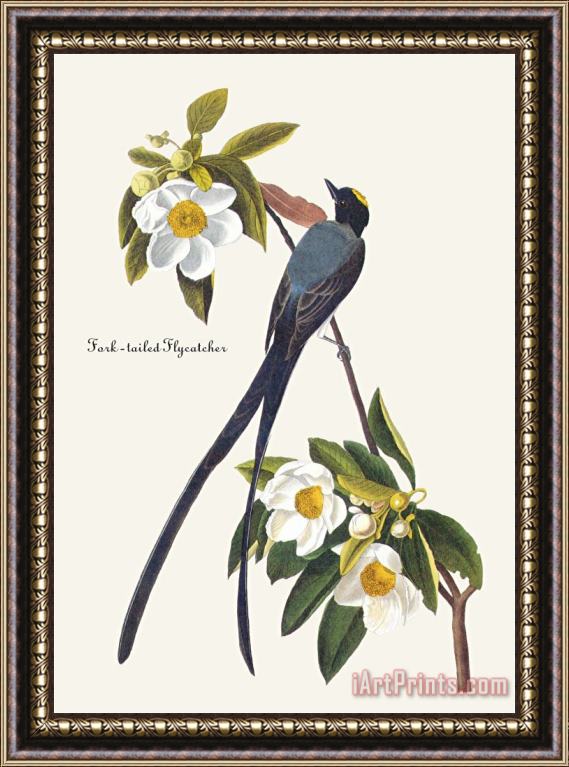 John James Audubon Fork Tailed Flycatcher Framed Painting
