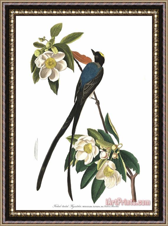 John James Audubon Fork Tailed Flycatcher Framed Print