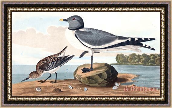 John James Audubon Fork Tailed Gull Framed Painting