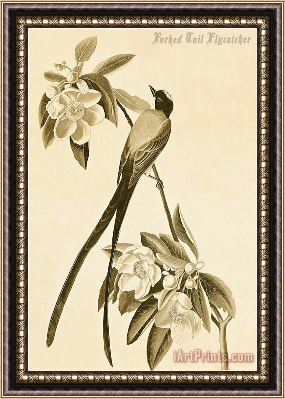 John James Audubon Forked Tail Flycatcher Framed Painting