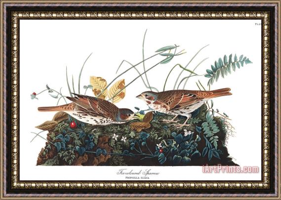 John James Audubon Fox Coloured Sparrow Framed Painting