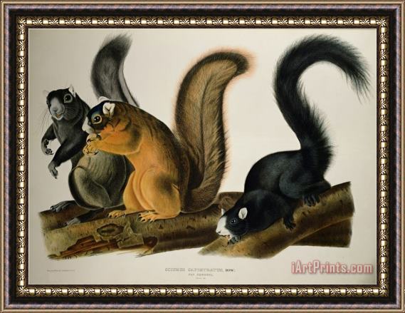 John James Audubon Fox Squirrel From Quadrupeds of America 1845 Framed Print