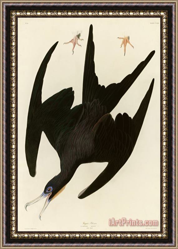 John James Audubon Frigate Pelican Framed Print