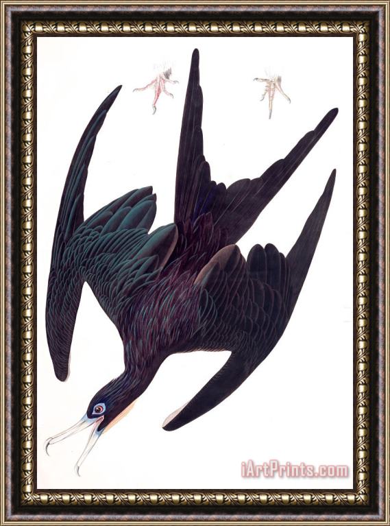 John James Audubon Frigate Pelican Framed Painting