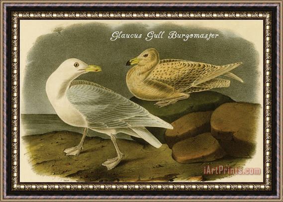 John James Audubon Glaucus Gull Burgomaster Framed Print