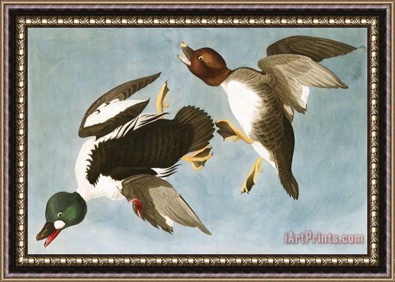 John James Audubon Golden Eye Duck Framed Painting