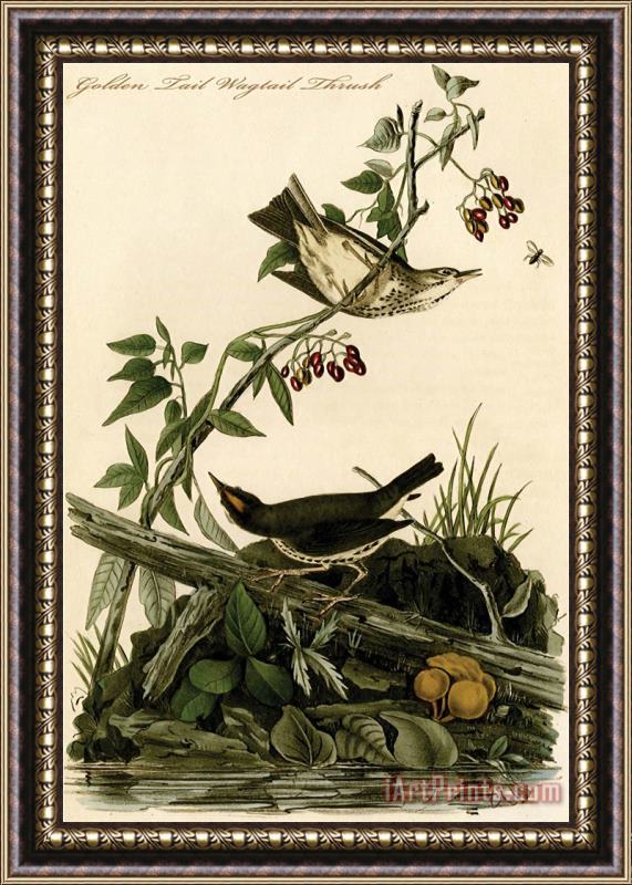 John James Audubon Golden Tail Wagtail Thrush Framed Painting