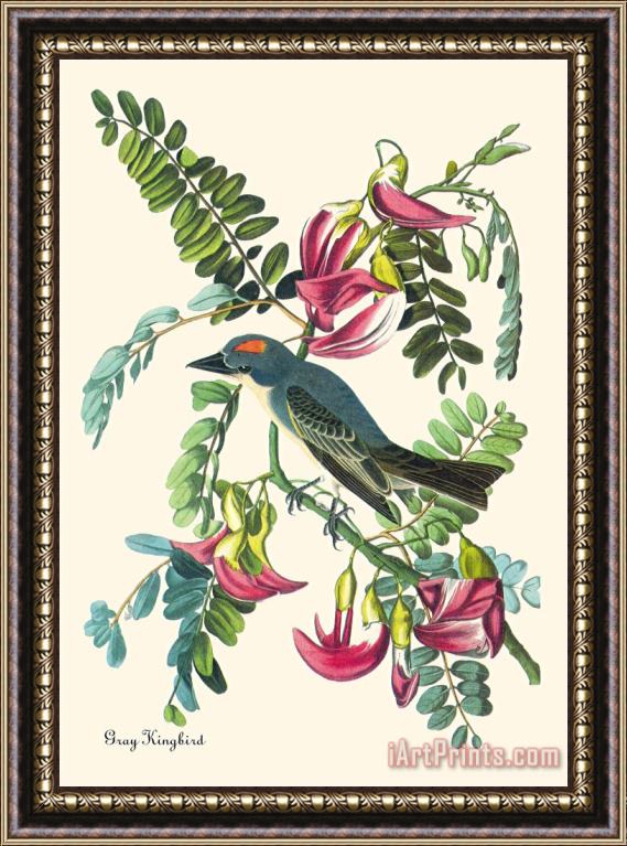 John James Audubon Gray Kingbird Framed Print