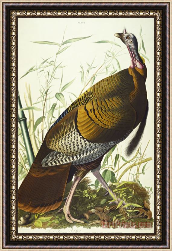 John James Audubon Great American Beck Male Wild Turkey Meleagris Gallopavo Plate I From The Birds of America Framed Print