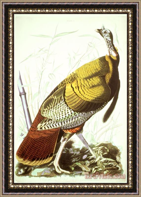 John James Audubon Great American Turkey Framed Painting