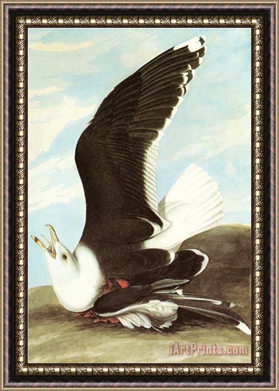 John James Audubon Great Black Backed Gull Framed Painting