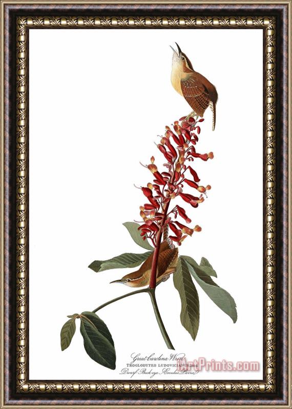 John James Audubon Great Carolina Wren Framed Painting