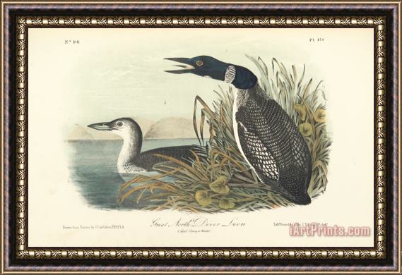 John James Audubon Great North Diver Loon Framed Print