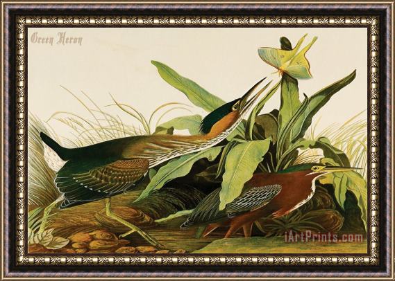 John James Audubon Green Heron Framed Print